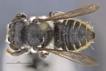 Media type: image;   Entomology 16202 Aspect: habitus dorsal view